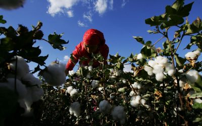 Uigurer utnyttes som slaver i Kina