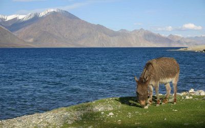 Grenseforhandlinger mellom India og Kina