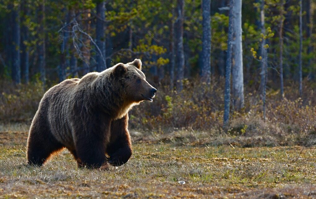 Preparing for bear attack