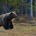 Preparing for bear attack
