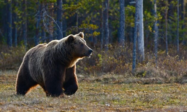 Preparing for bear attack