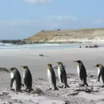 The Falkland Islands conflict flares up again