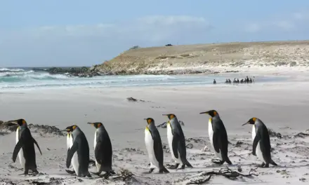 The Falkland Islands conflict flares up again