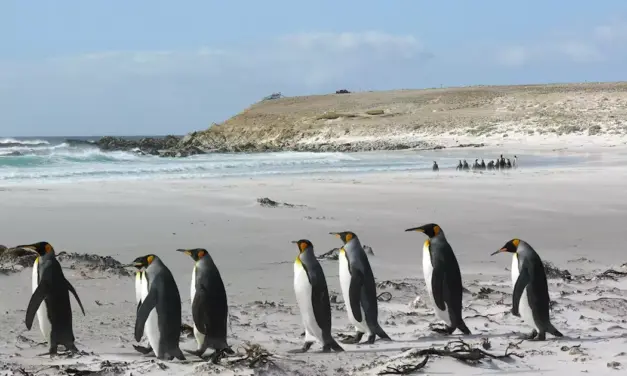 The Falkland Islands conflict flares up again