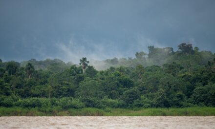 Amazon deforestation lowest level since 1988